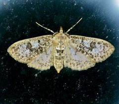 Palpita freemanalis