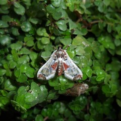 Neoleucinodes
