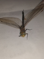 Rhionaeschna absoluta