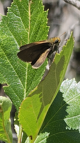 Dun Skipper