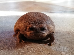 Breviceps gibbosus