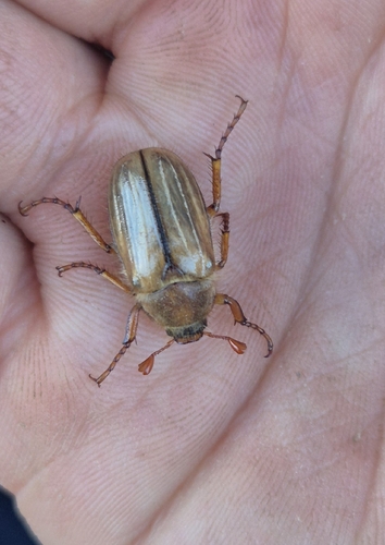 Summer Chafer