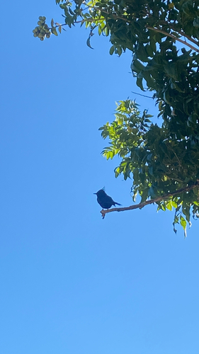 Crested Black-Tyrant