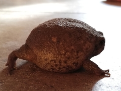 Breviceps gibbosus