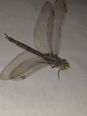 Rhionaeschna absoluta