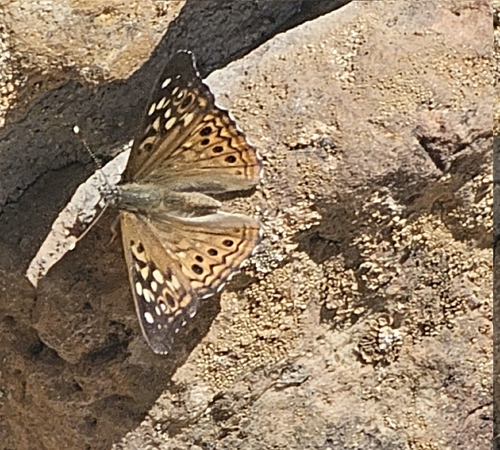 Hackberry Emperor