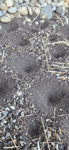 Myrmeleon formicarius