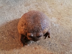 Breviceps gibbosus