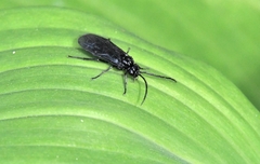 Phymatocera aterrima