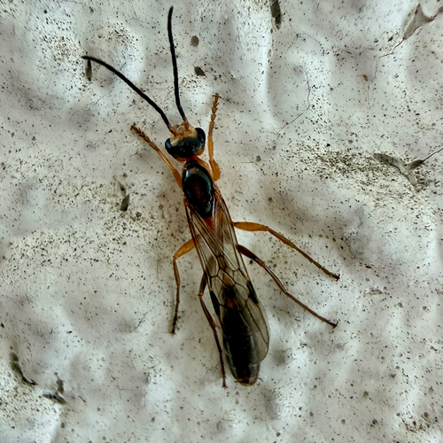 Graceful Twig Ant photo 3
