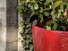 Parus major