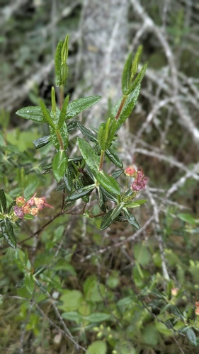 Kalmia polifolia, photograph 5