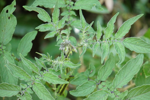Solanum vernei, photograph 3