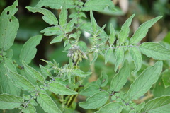 Solanum vernei, photograph Alex Press, CC BY, iNaturalist via GBIF