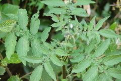 Solanum vernei, photograph Alex Press, CC BY, iNaturalist via GBIF