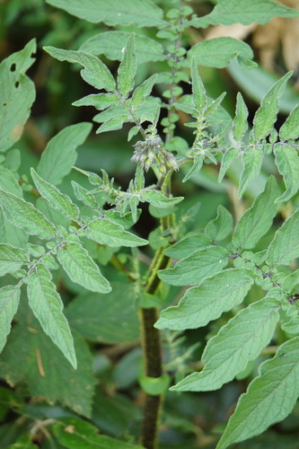 Solanum vernei, photograph 5