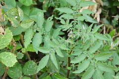 Solanum vernei, photograph Alex Press, CC BY, iNaturalist via GBIF