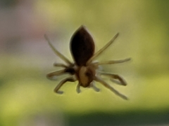 Araneae