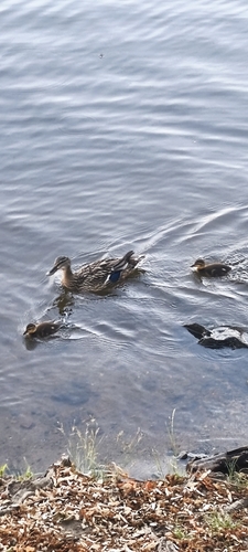 Northern Mallard