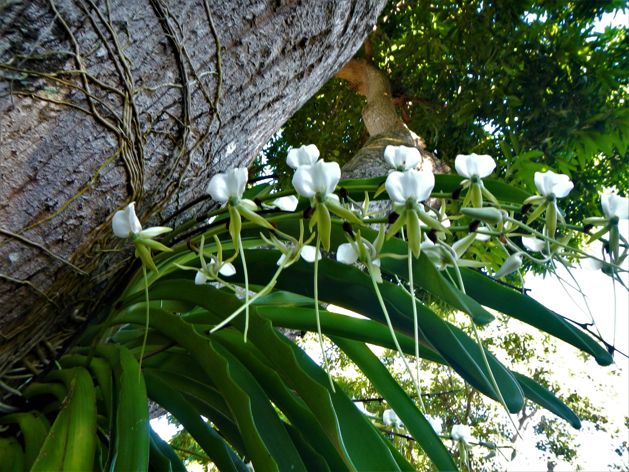 Angraecum eburneum Bory 3