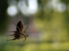 Araneae