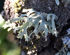 Ramalina leptocarpha