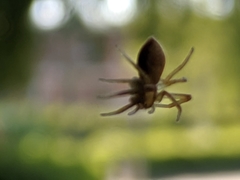 Araneae