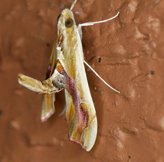 Agathodes monstralis
