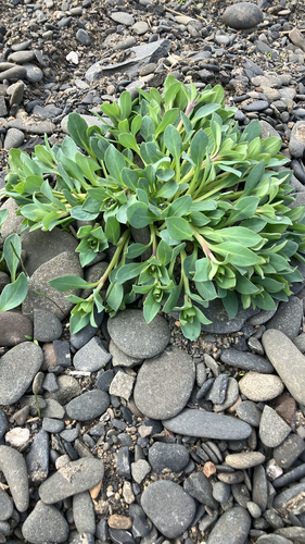 Oysterplant