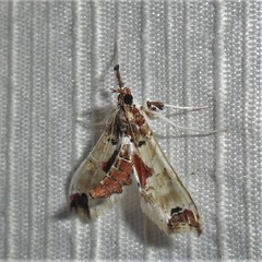 Neoleucinodes