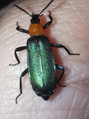 Prionocerus coeruleipennis