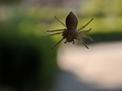 Araneae