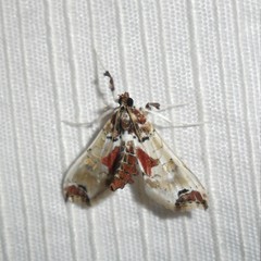 Neoleucinodes