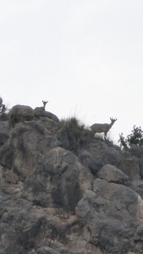 Iberian Ibex