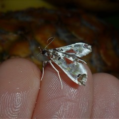 Neoleucinodes