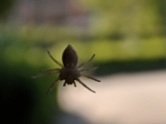 Araneae