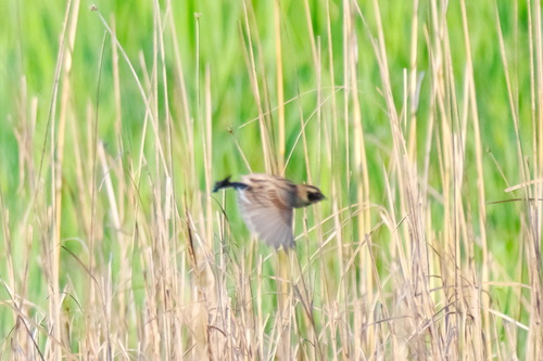 Ochre-rumped Bunting (Emberiza yessoensis)
