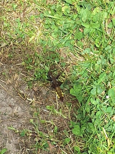 Broad-bodied Chaser