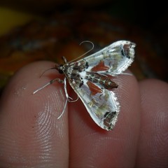 Neoleucinodes
