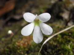 Pinguicula parvifolia