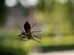 Araneae