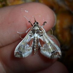 Neoleucinodes