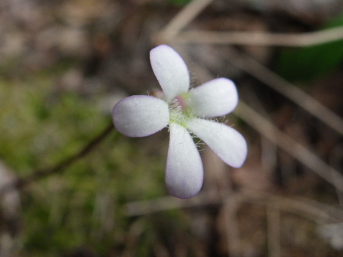 Pinguicula parvifolia