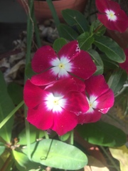 Catharanthus roseus