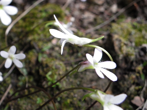 Pinguicula parvifolia