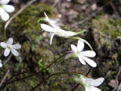 Pinguicula parvifolia