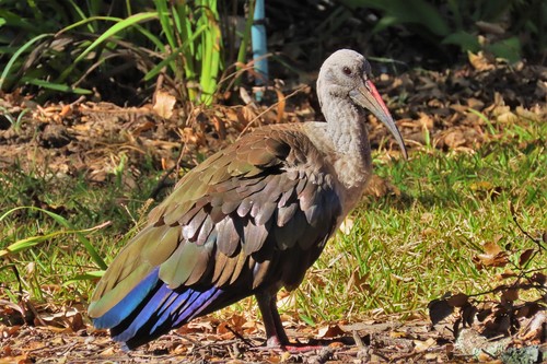 Hadada Ibis