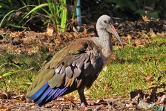 Hadada Ibis photo 2