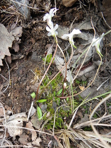 Pinguicula parvifolia