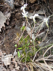 Pinguicula parvifolia